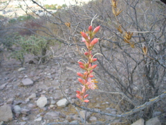 Fouquieria burragei