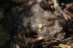 Mammillaria prolifera