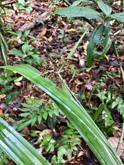 Hypolytrum longifolium