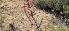 Castilleja miniata oblongifolia