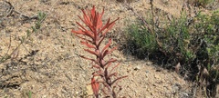 Castilleja miniata oblongifolia