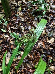 Hypolytrum longifolium