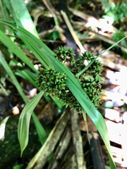 Hypolytrum longifolium