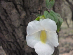 Achimenes glabrata