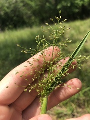 Dichanthelium scabriusculum