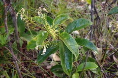 Agatea longipedicellata
