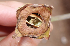 Arillastrum gummiferum