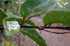 Agatea longipedicellata