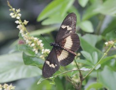 Acraea aganice aganice