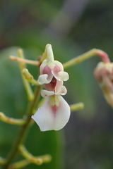 Agatea longipedicellata