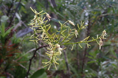 Agatea longipedicellata