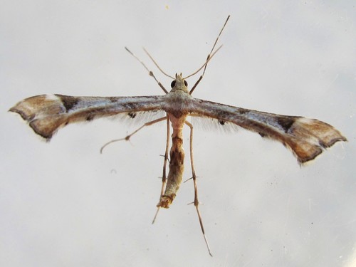 Artichoke Plume Moth photo 4