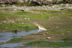 Ardeola ralloides