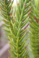 Callitris pancheri