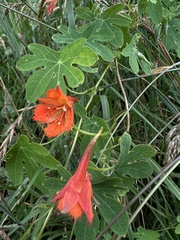 Tropaeolum smithii