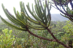 Callitris pancheri
