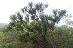 Callitris pancheri