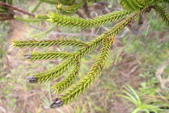 Callitris pancheri