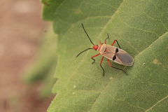 Dysdercus bimaculatus
