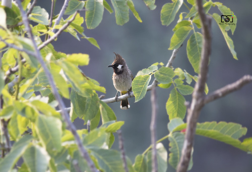 Pycnonotus leucogenys