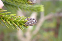 Callitris pancheri