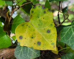 Colletotrichum trichellum