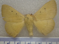 Anthela inornata