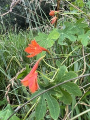 Tropaeolum smithii
