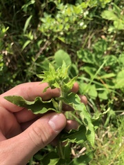 Silphium asperrimum