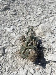 Mentzelia leucophylla