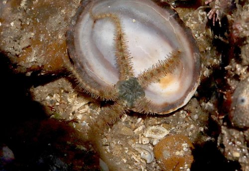 Ophiothrix rudis image