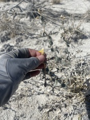 Mentzelia leucophylla