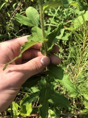 Silphium asperrimum