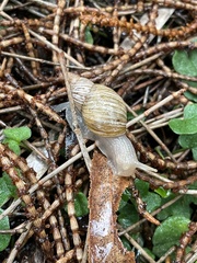 Bothriembryon tasmanicus