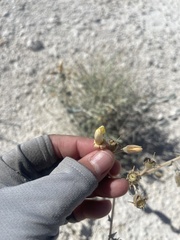 Mentzelia leucophylla