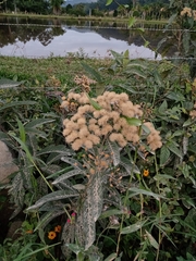 Vernonanthura tweedieana