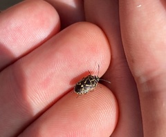 Eurydema lundbladi