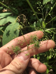 Sanicula canadensis canadensis