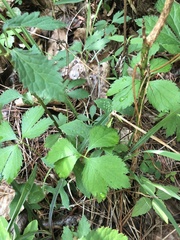 Sanicula canadensis canadensis