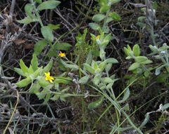 Osteospermum hispidum