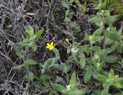 Osteospermum hispidum