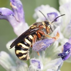 Dianthidium texanum