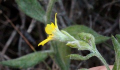 Osteospermum hispidum