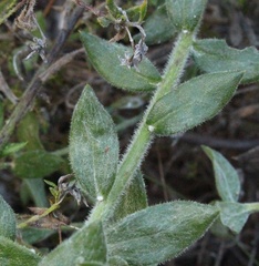 Osteospermum hispidum
