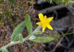 Osteospermum hispidum
