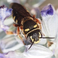 Dianthidium texanum