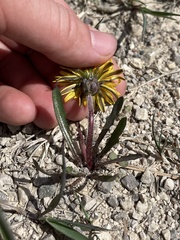 Taraxacum palustre