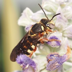 Dianthidium texanum