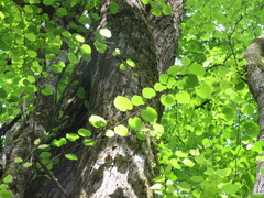 Cercidiphyllum japonicum