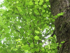 Cercidiphyllum japonicum